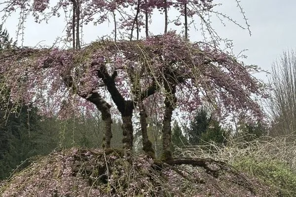 Professional landscaper in Edmonds, WA Professional landscaper in Edmonds, WA